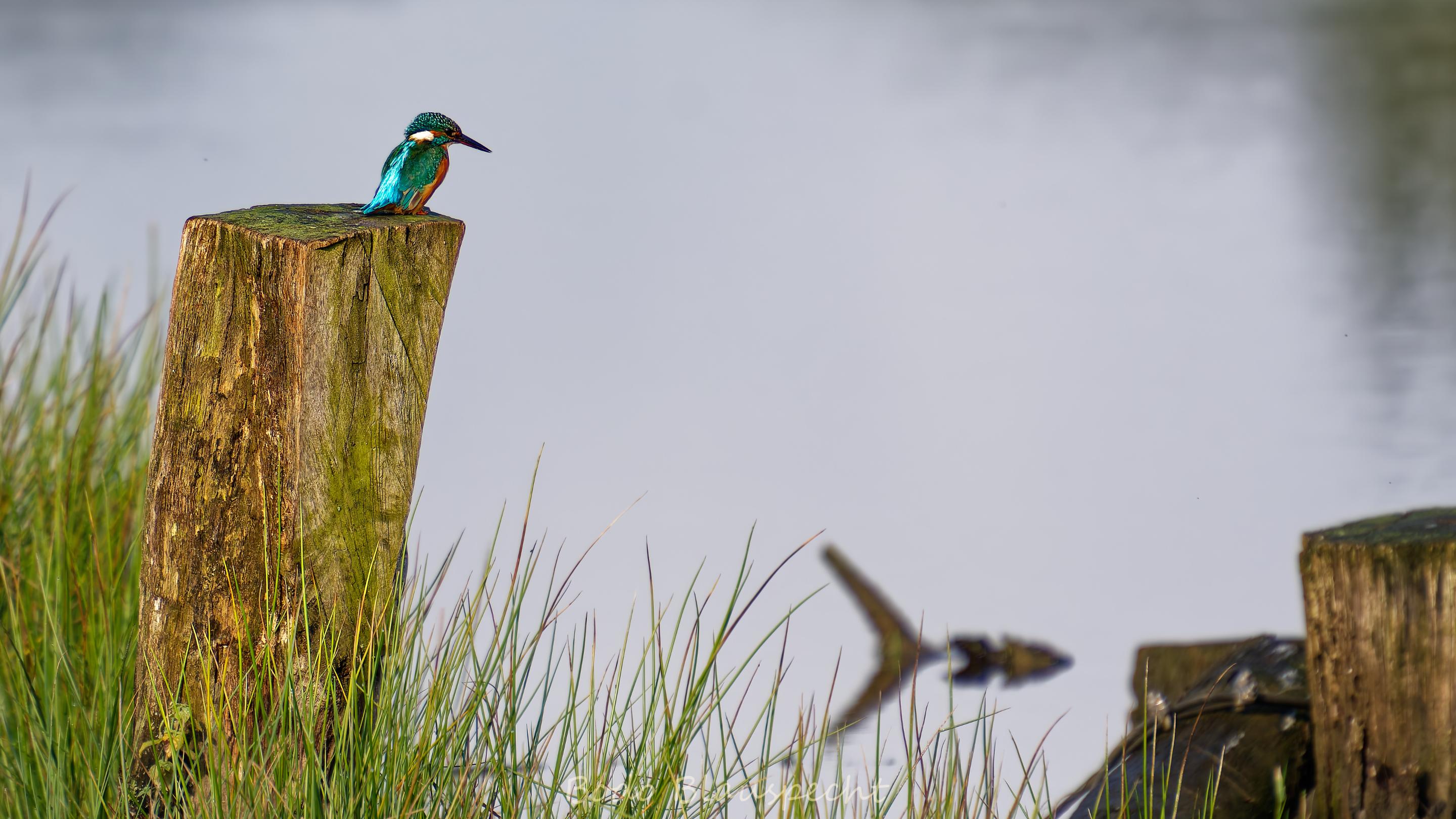 Eisvogel   Steveraue   2020.10.09 10.28 38 HQ